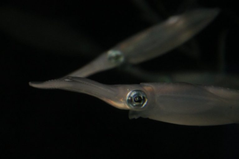 日本、横浜－水族館１６ 2014年1月 (横浜)