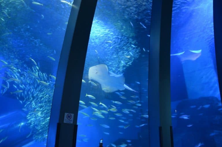 日本、横浜－水族館３３ 2014年1月 (横浜)