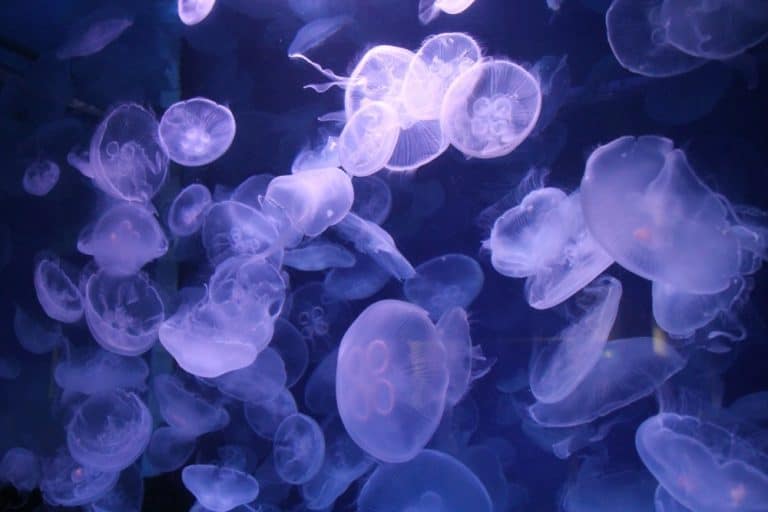 日本、横浜－水族館１４ 2014年1月 (横浜)