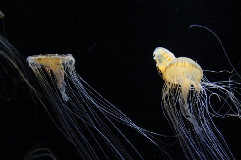 日本、横浜－水族館１３ 2014年1月 (横浜)
