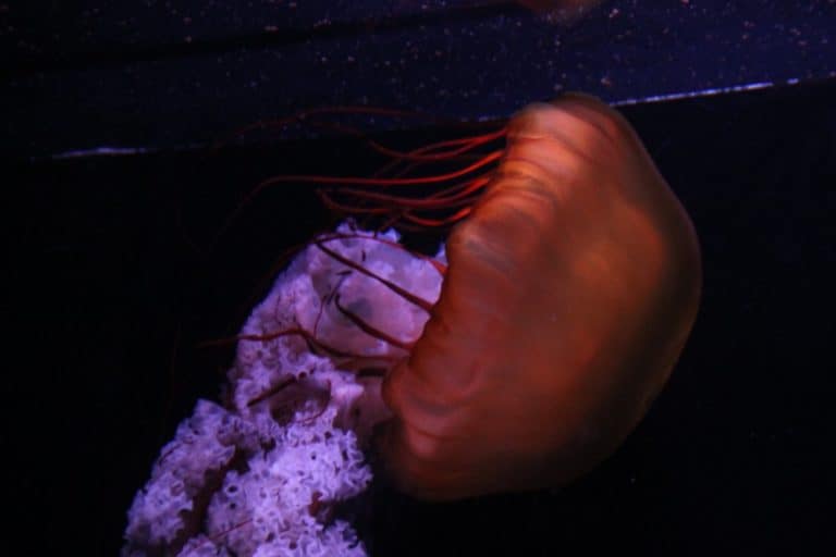 Giappone, Yokohama – acquario 12, gen. 2014 (Yokohama)