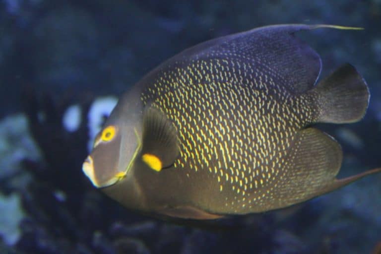 日本、横浜－水族館７ 2014年1月 (横浜)