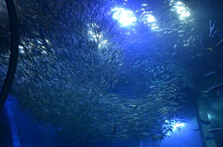 日本、横浜－水族館３１ 2014年1月 (横浜)