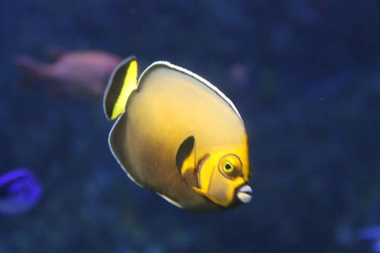 Giappone, Yokohama – acquario 6, gen. 2014 (Yokohama)