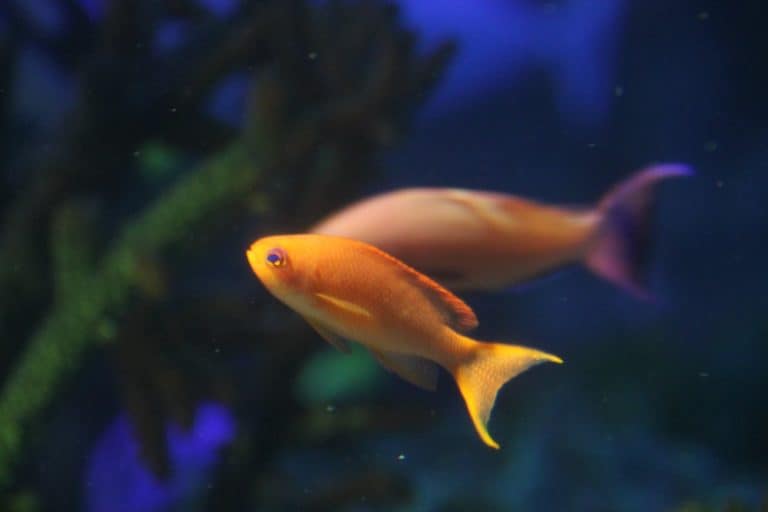日本、横浜－水族館４ 2014年1月 (横浜)