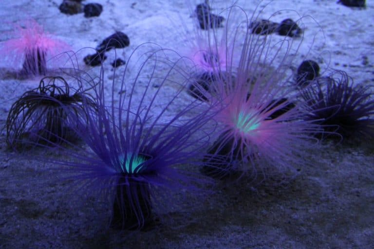 日本、横浜－水族館３ 2014年1月 (横浜)