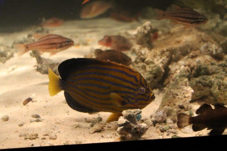 日本、横浜－水族館１ 2014年1月 (横浜)