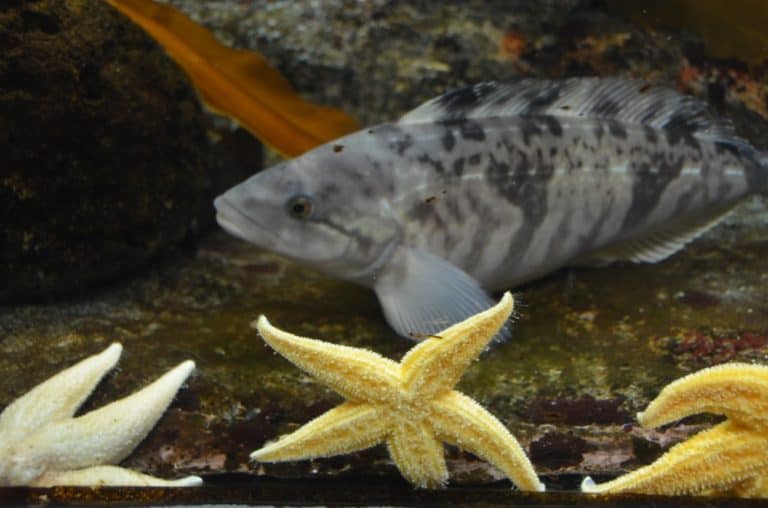 日本、横浜－水族館３０ 2014年1月 (横浜)