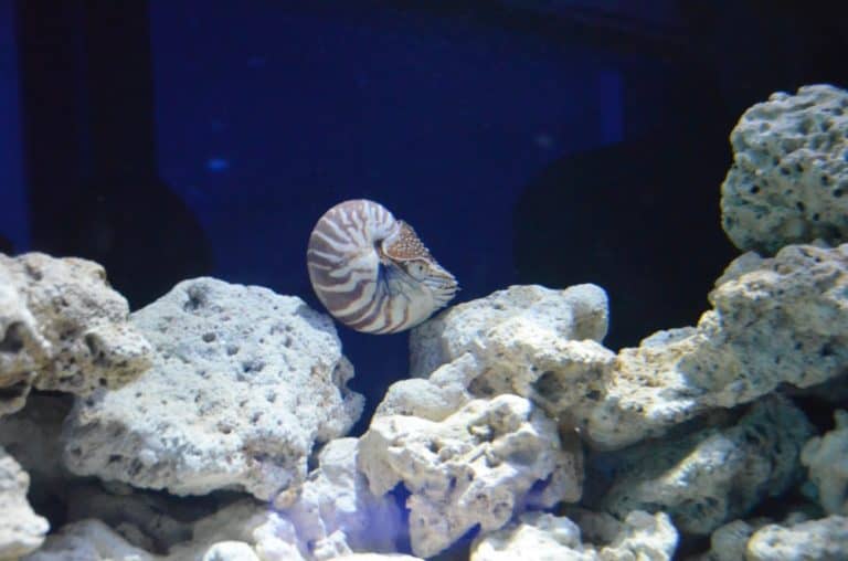 日本、横浜－水族館２９ 2014年1月 (横浜)