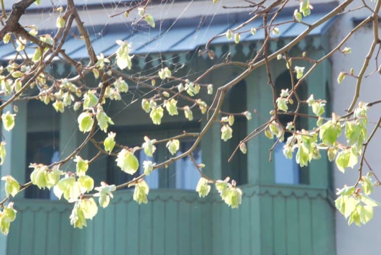 Sarajevo – green, April 2009 (Sarajevo)
