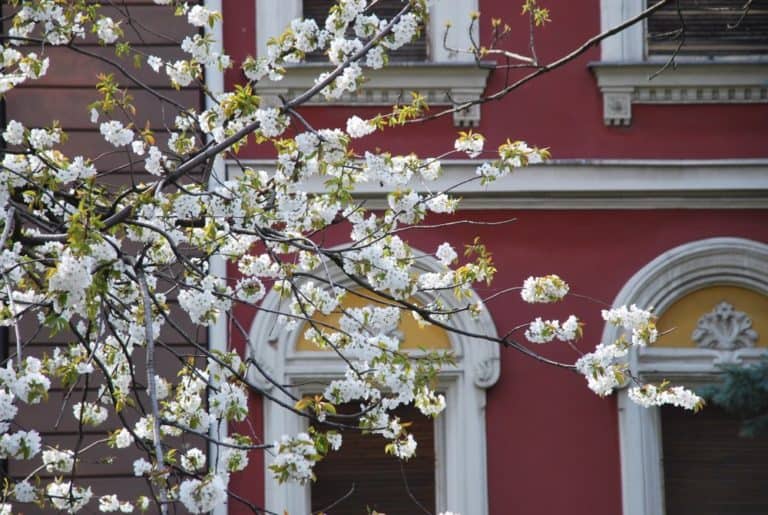 Sarajevo – blossoms, April 2009 (Sarajevo)