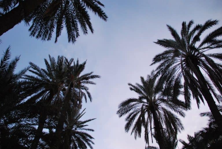 Tunisia, Tozeur – look up, Dec.2008 (Tozeur)