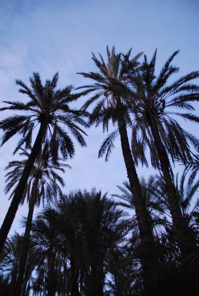 Tunisia, Tozeur – palm trees, Dec.2008 (Tozeur)