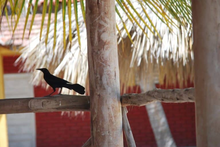 Cuba, Playa Ancon – black bird and tree, spring 2010