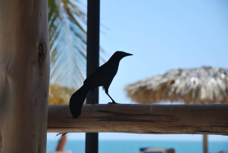 Cuba, Playa Ancon – black bird, spring 2010