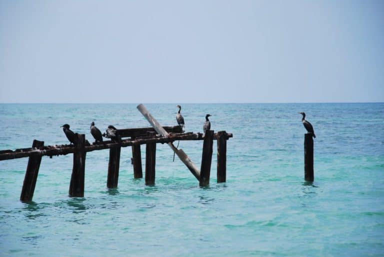 Cuba, Playa Ancon – birds, spring 2010