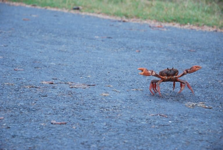 Cuba – crab on the road, spring 2010