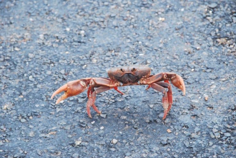 Cuba – crab, spring 2010