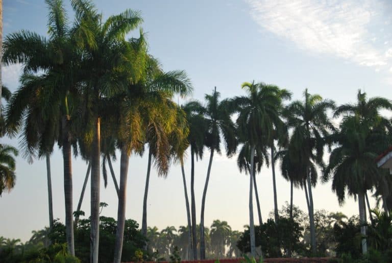 Cuba, Santa Clara – trees, spring 2010