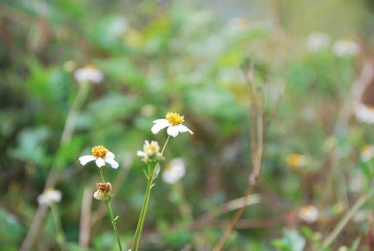 Cuba, Topes de Collantes – flowers, Spring 2010