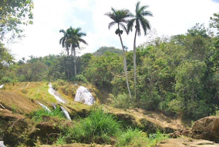 Cuba, Topes de Collantes – trees, Spring 2010