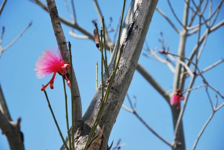 Cuba, Varadero – flower, spring 2010