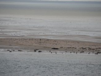 Numerose foche a Esbjerg
