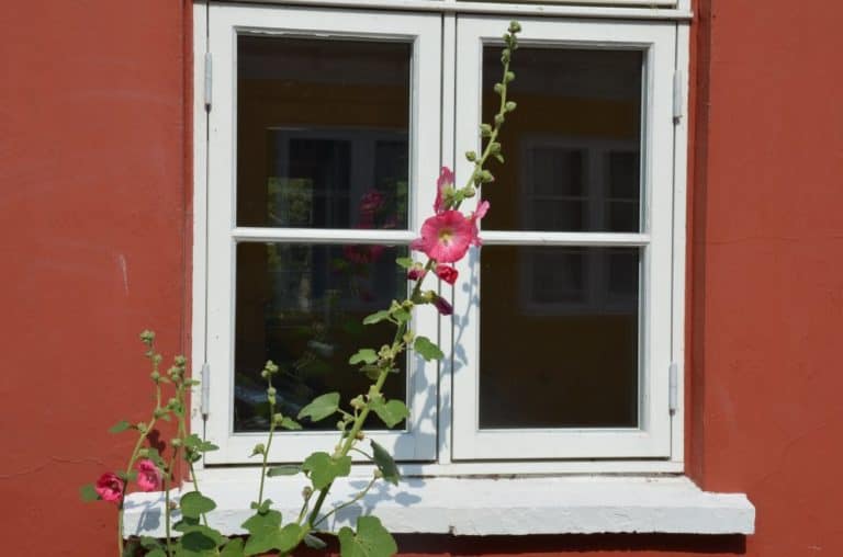 Denmark, Aeroskobing – flower and white window, Aug. 2012 (Aero)