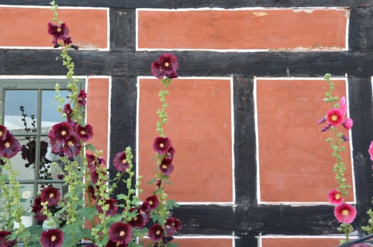 Denmark, Aeroskobing – flowers and wall, Aug. 2012 (Aero)