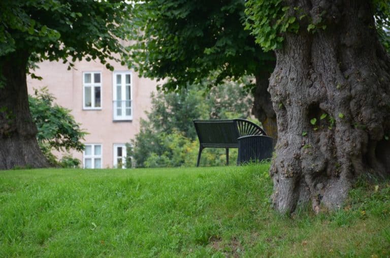 Danimarca, Kolding – vecchio albero, agosto 2012 (Kolding)