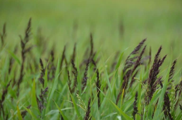 Denmark, Mando – grass, July 2012