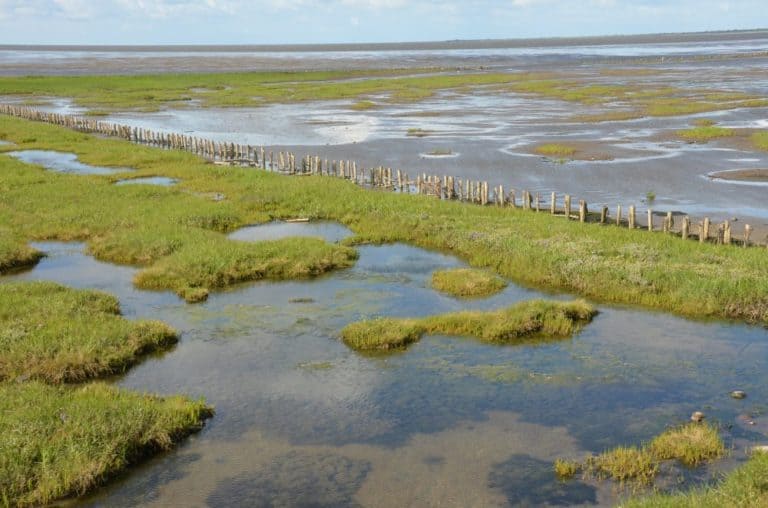 Denmark, Mando – marsh, July 2012