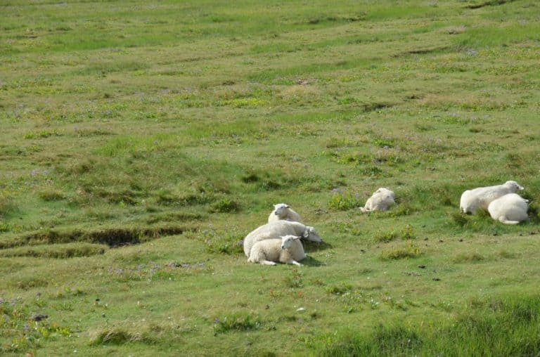 Denmark, Mando – sheep, July 2012