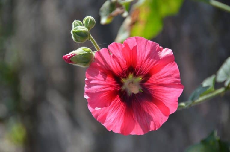 Denmark, Marstal – flower Aug.2012 (Aero)