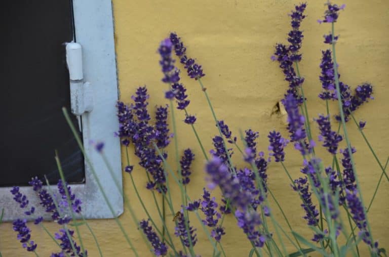 Denmark, Odense – yellow and purple, August 2012 (Odense)