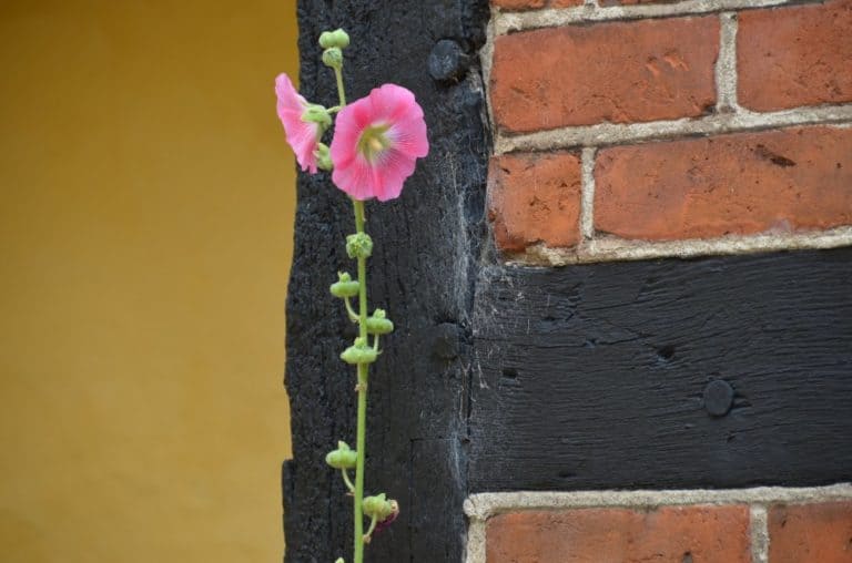 Denmark, Odense – flowers and brick, August 2012 (Odense)