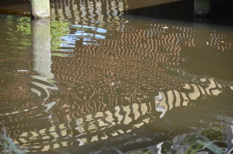 Denmark, Odense – pond, August 2012 (Odense)