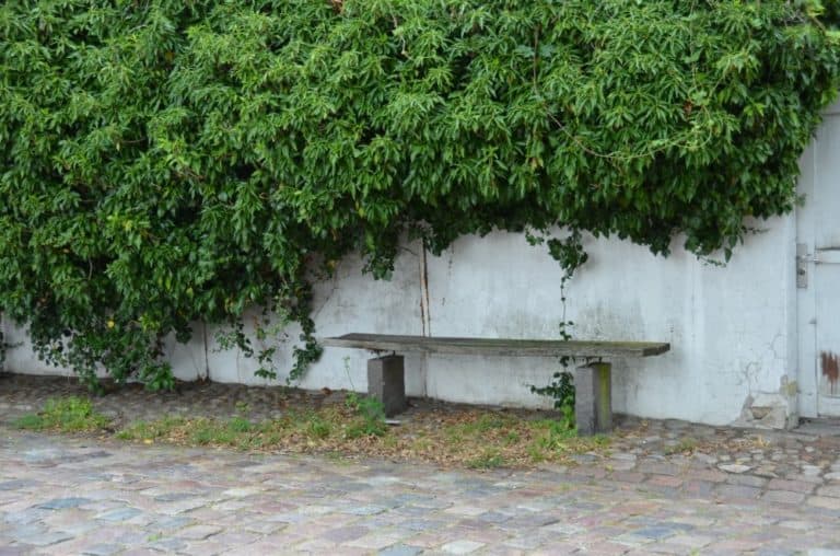 Denmark, Ribe – bench under the green, July2012 (Ribe)