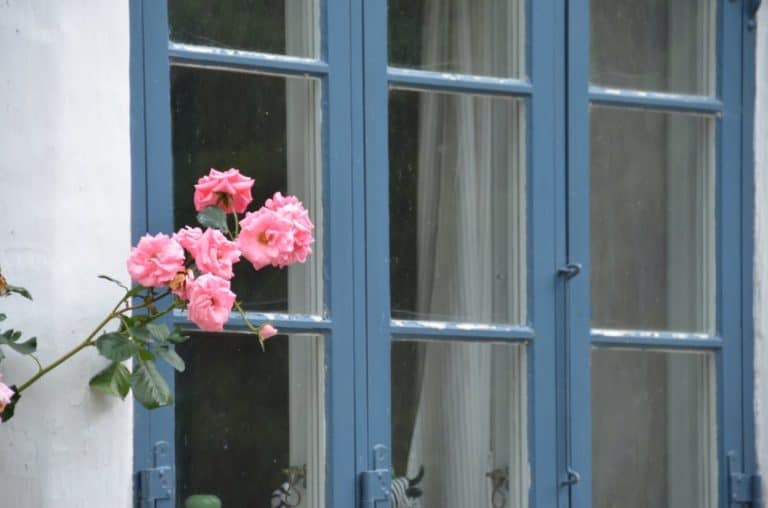 Denmark, Ribe – pink flowers, July2012 (Ribe)
