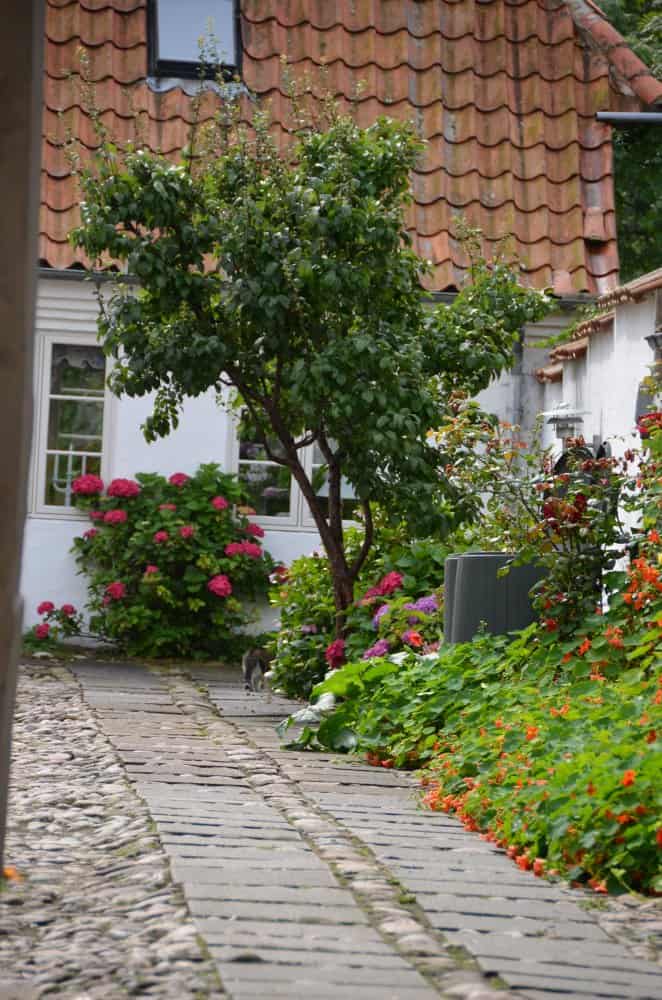 Denmark, Ribe – garden, July2012 (Ribe)