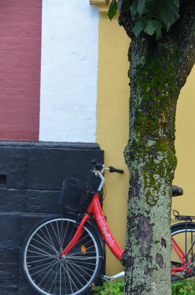 Denmark, Ribe – tree and bicycle, July 2012 (Ribe)