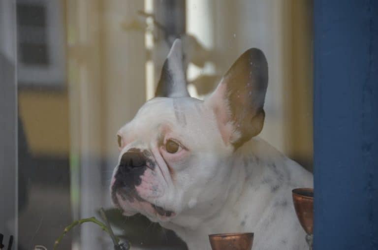 Danimarca, Ribe – cane, luglio 2012 (Ribe)