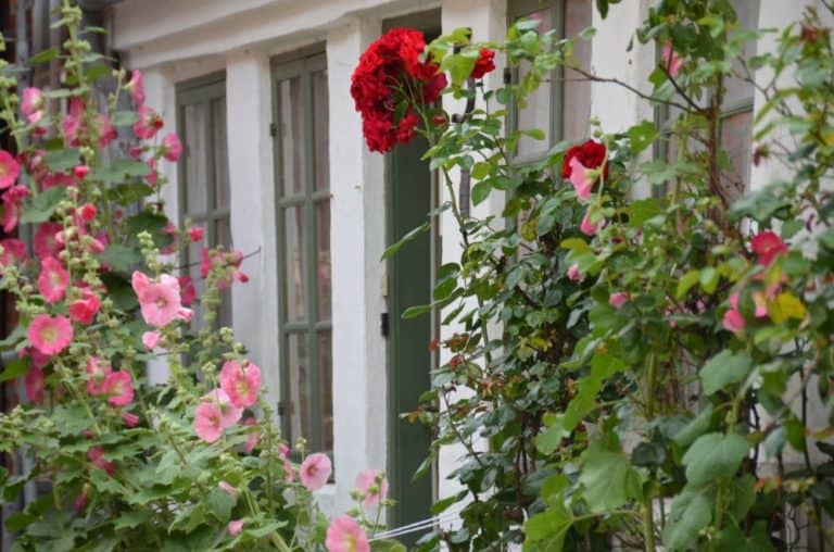 Denmark, Ribe – flowers and windows, July2012 (Ribe)