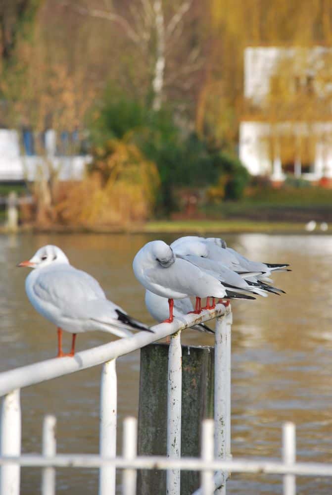 Inghilterra, Henley-on-Thames  – uccelli e ringhiera bianca, 2011