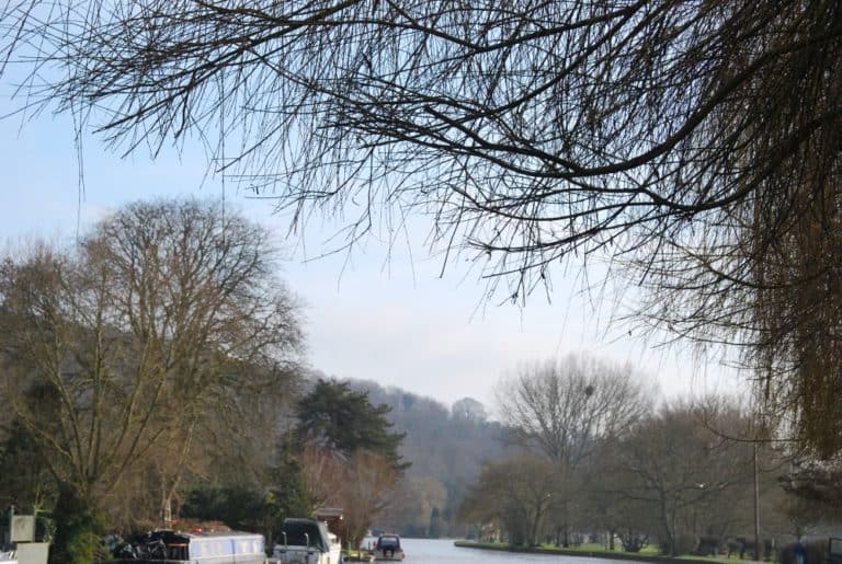 Inghilterra, Henley-on-Thames  – alberi, 2011
