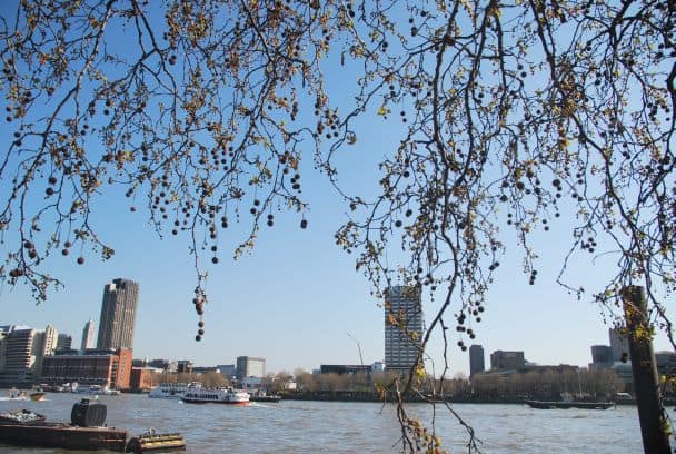 イギリス、ロンドン－木の枝 2010年 (ロンドン)