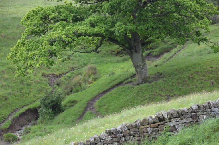 albero-vallo-adriano-inghilterra