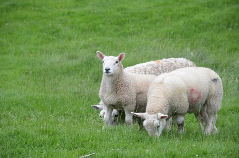 england-others-hadrians wall  (3)