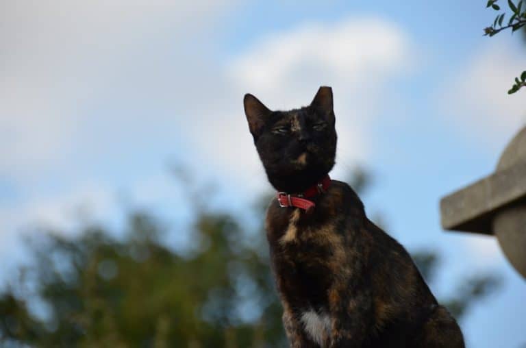 イングランド、リッチモンド－猫 2012年9月 (ロンドン)