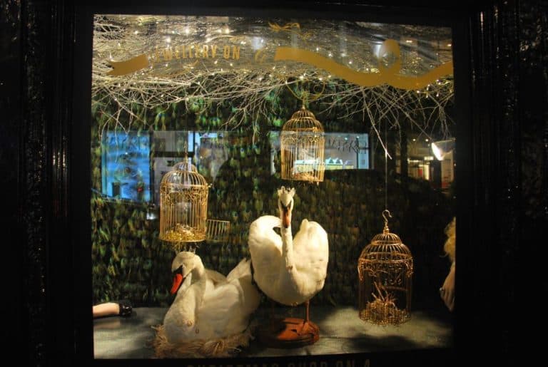 England, London – Xmas, swan, 2011 (Londres)